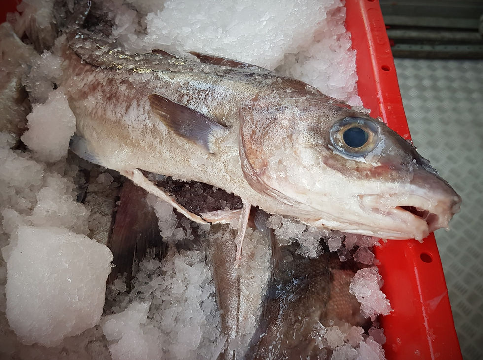 Haddock