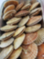 Scallops