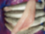 Hake