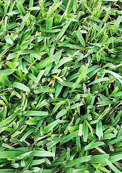 Seville lawn grass