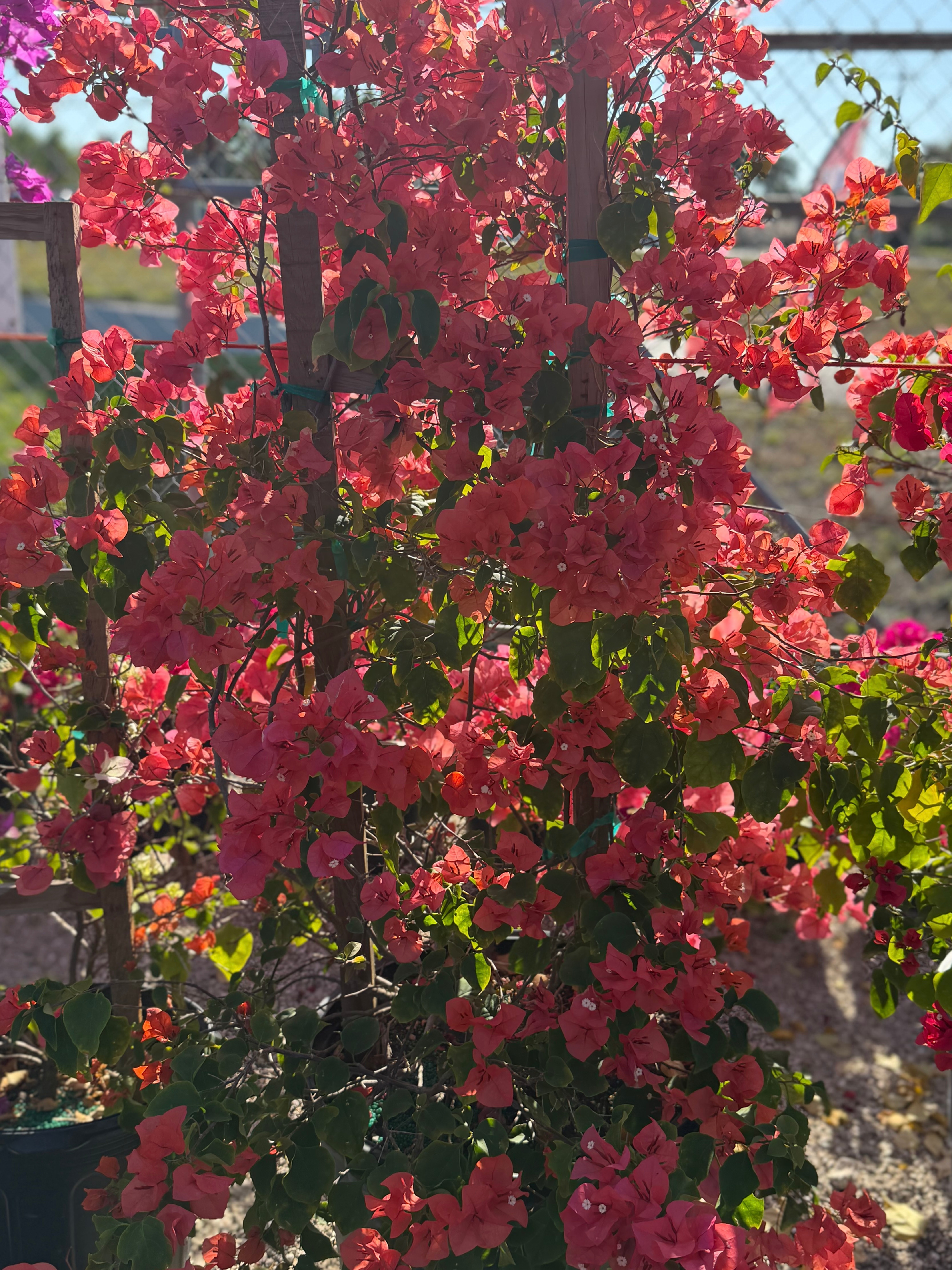 Bougainvillea Trellis