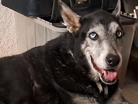 Cuidar a los perros senior: una misión de amor y bienestar