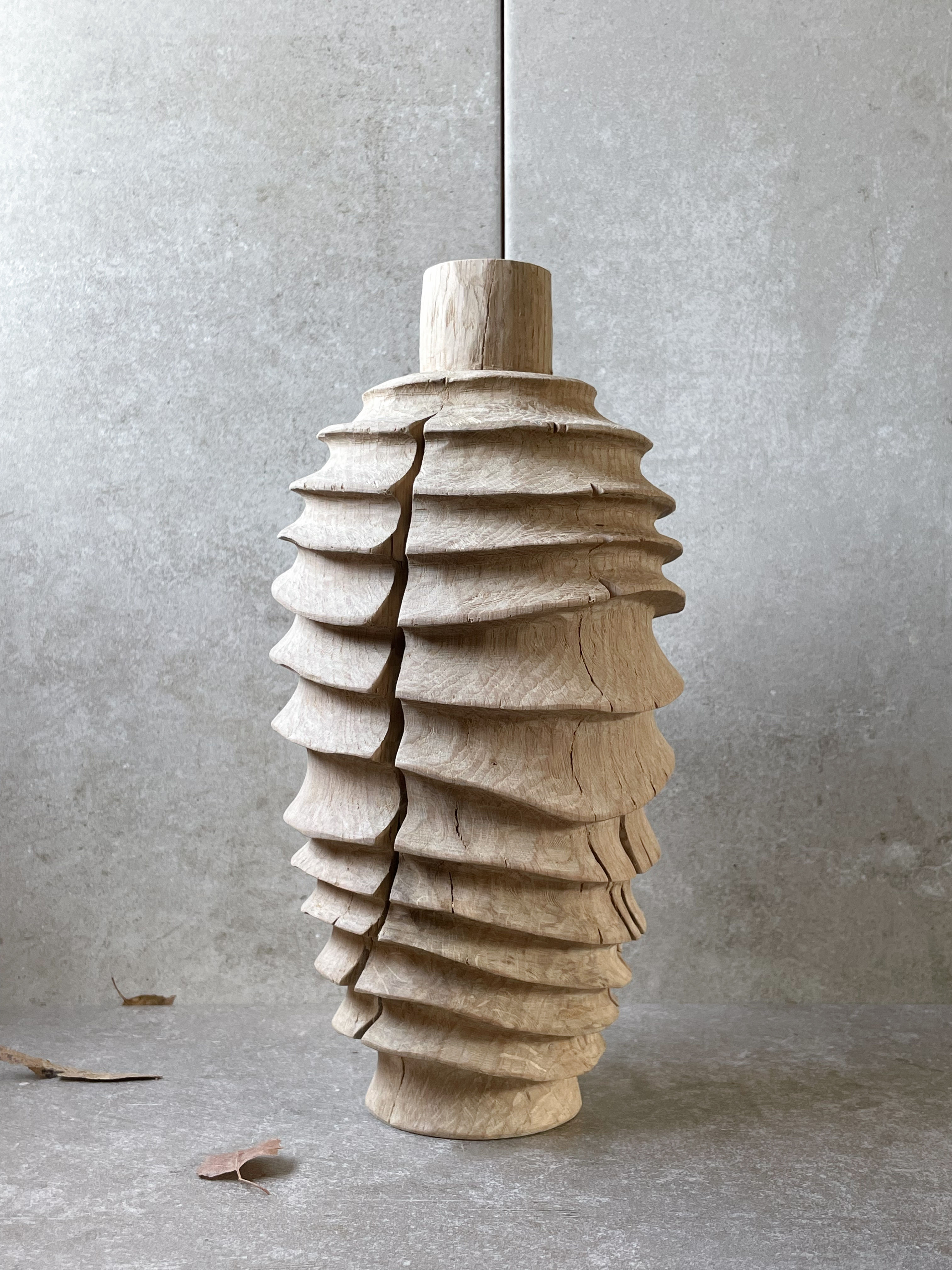 Hawk Moth Cocoon