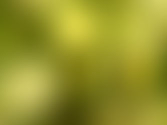 夏のお野菜 2025/7/30