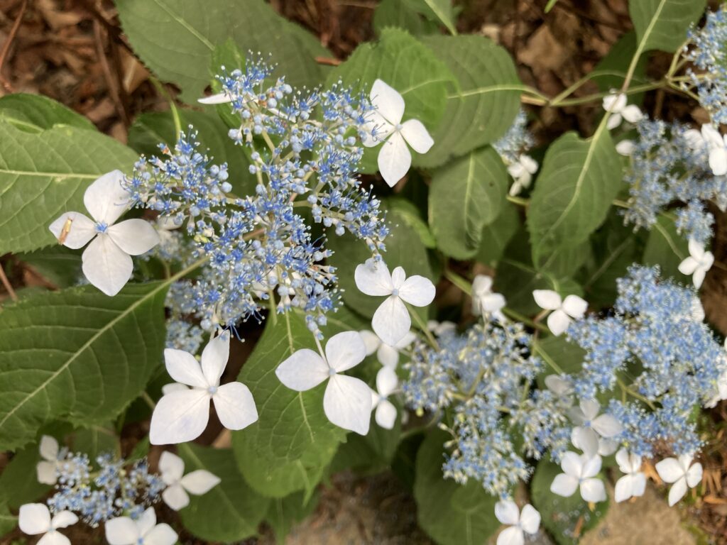 紫陽花が今見ごろ