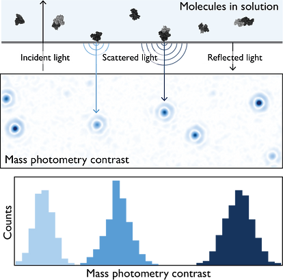 A schematic showing the basic principles of how mass photometry works