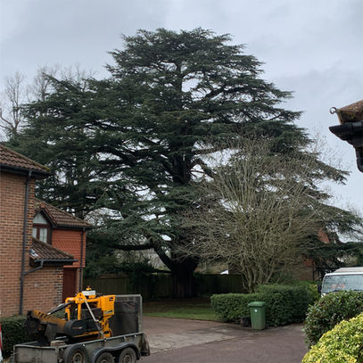 a cedar restored to its glory after a full deadwood removal