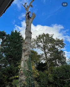 tree removals in bagshot
