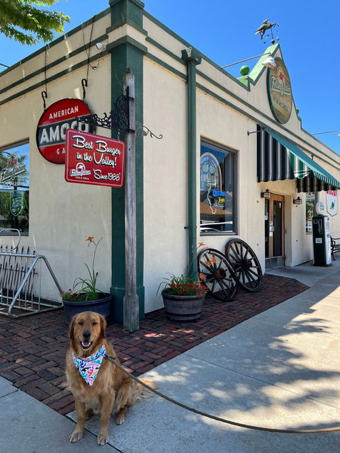 Dog Filling Station.jpeg