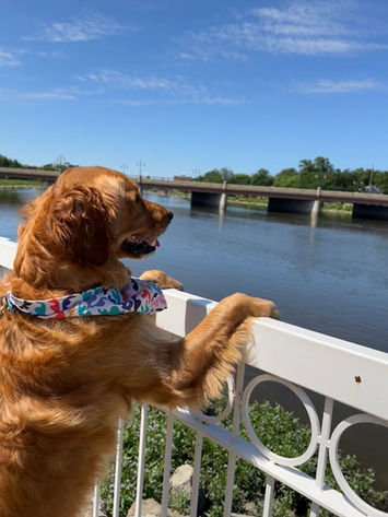 Dog-Approved Activities in St. Charles, IL