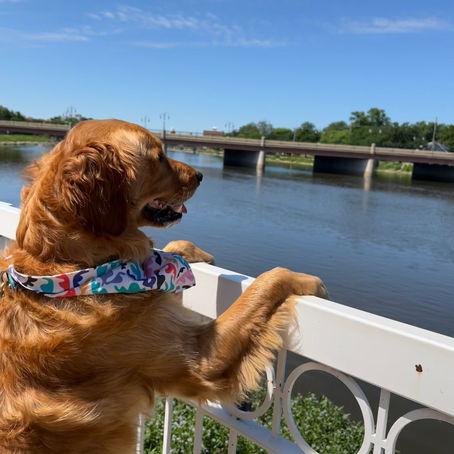 Dog-Approved Activities in St. Charles, IL