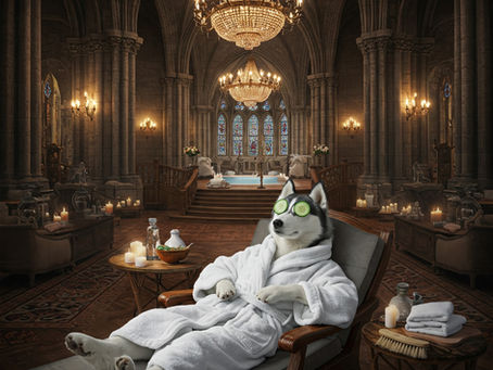 Dog at the grooming salon