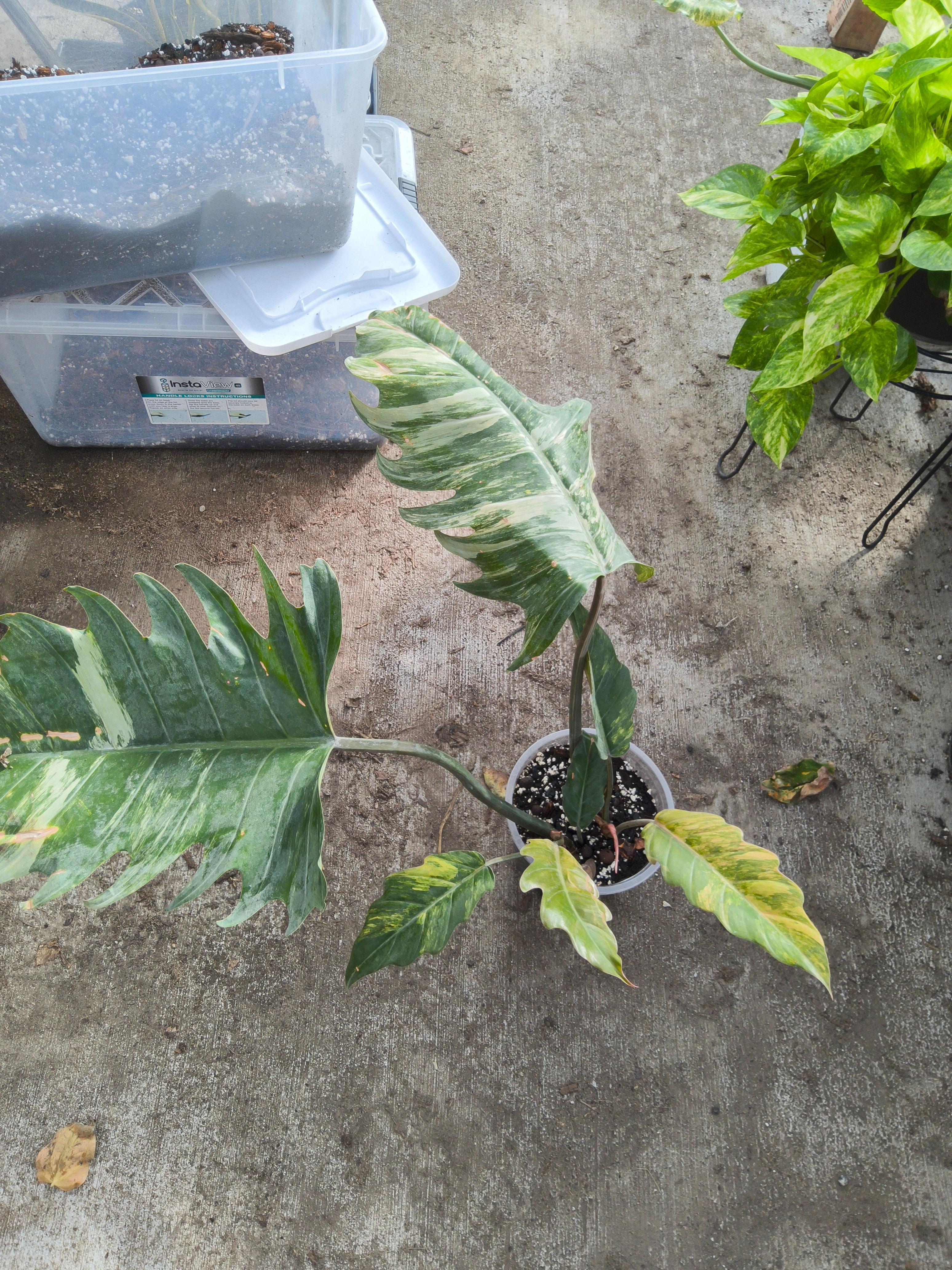 Philodendron Carmel Marble