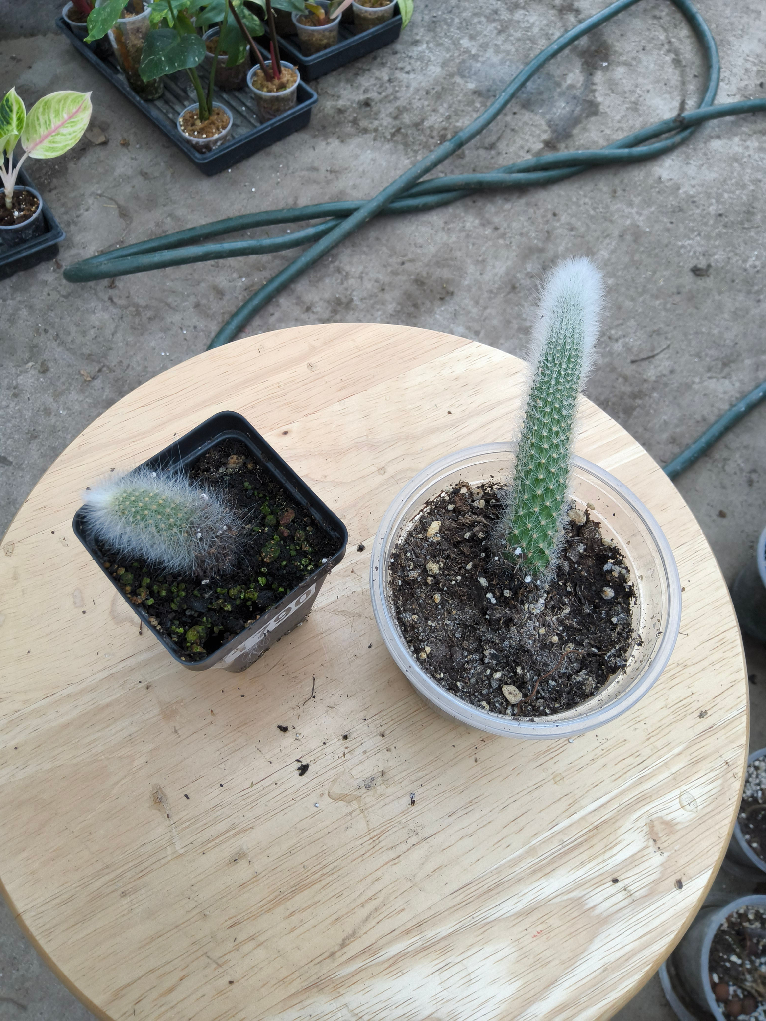 Monkey Tail Cactus babies (growers choice)