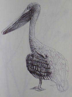 pentekening, zwart/wit, pelikaan