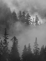 Foggy Forest