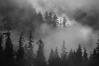 Bosque brumoso