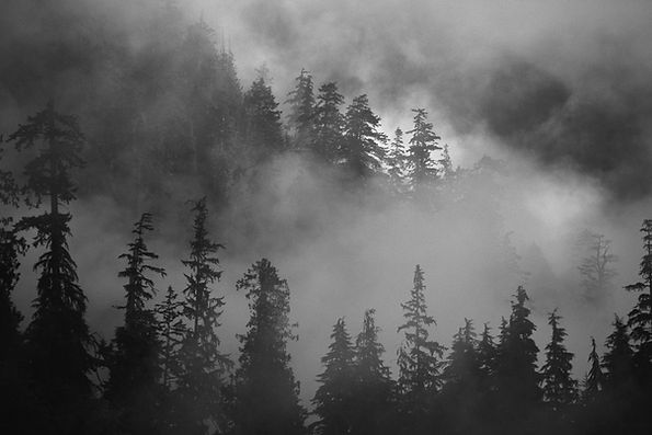 Foggy Forest
