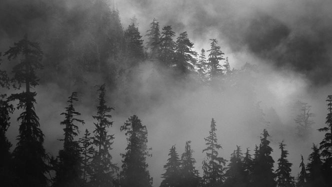 Willkommen im Nebel – Warum ich diesen Blog schreibe