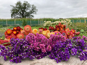 Dried flowers, The Shropshire Flower Company, Statice and Strawflowers, Wreath making