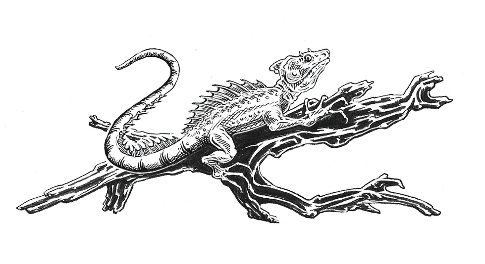 IOS - Skeptical Lizard 