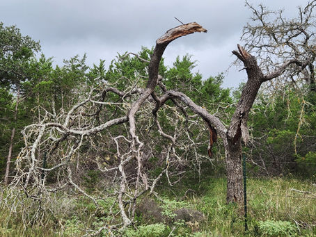 Hazardous Dead Tree Above a Fence Line? Don't Wait for It to Fall