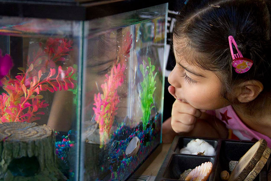 girl-looking-aquarium.jpg