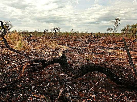 Em alta no governo Bolsonaro, destruição do Cerrado dispara 7,9% e é a maior desde 2016
