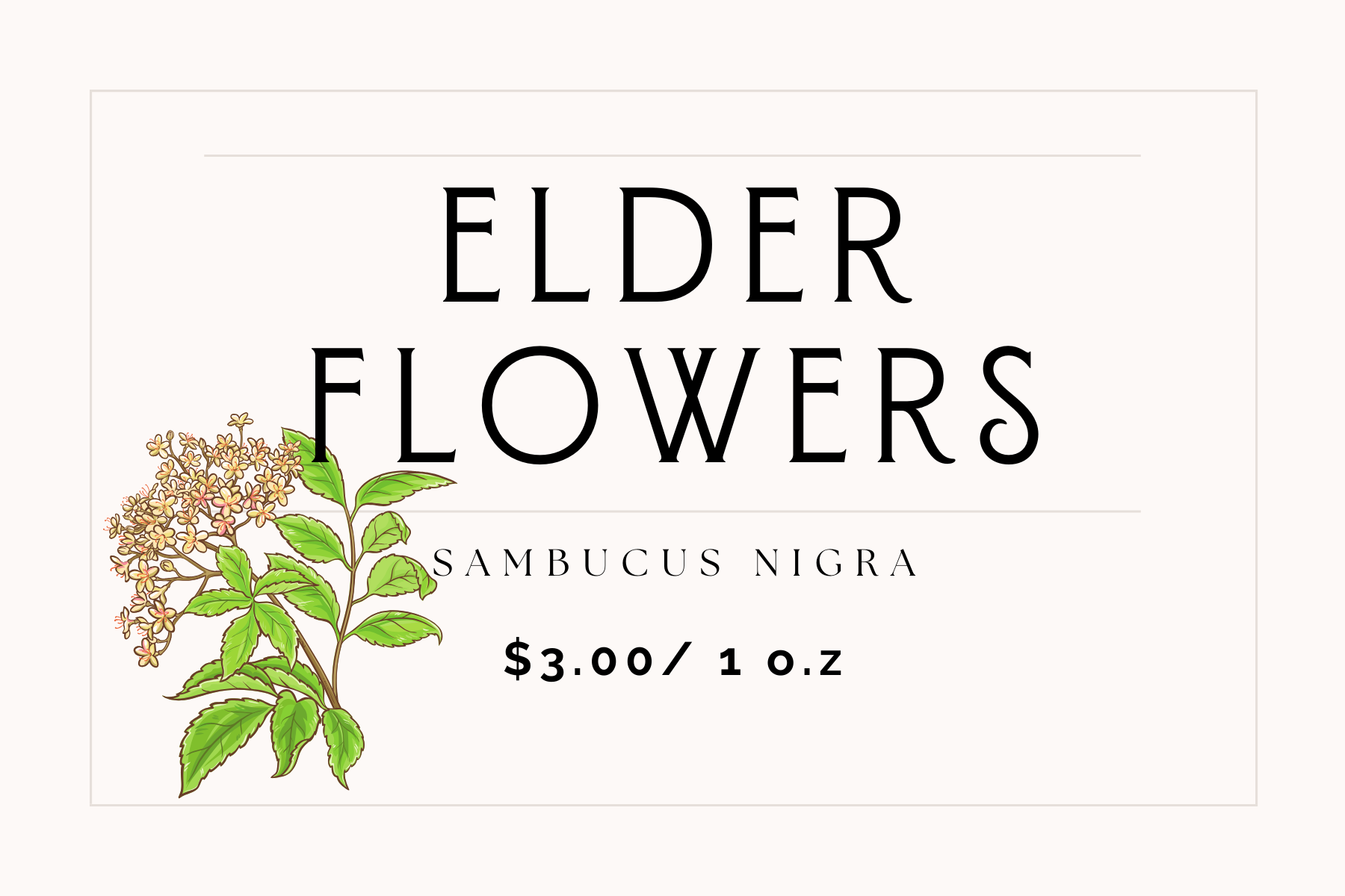 Elder Flowers