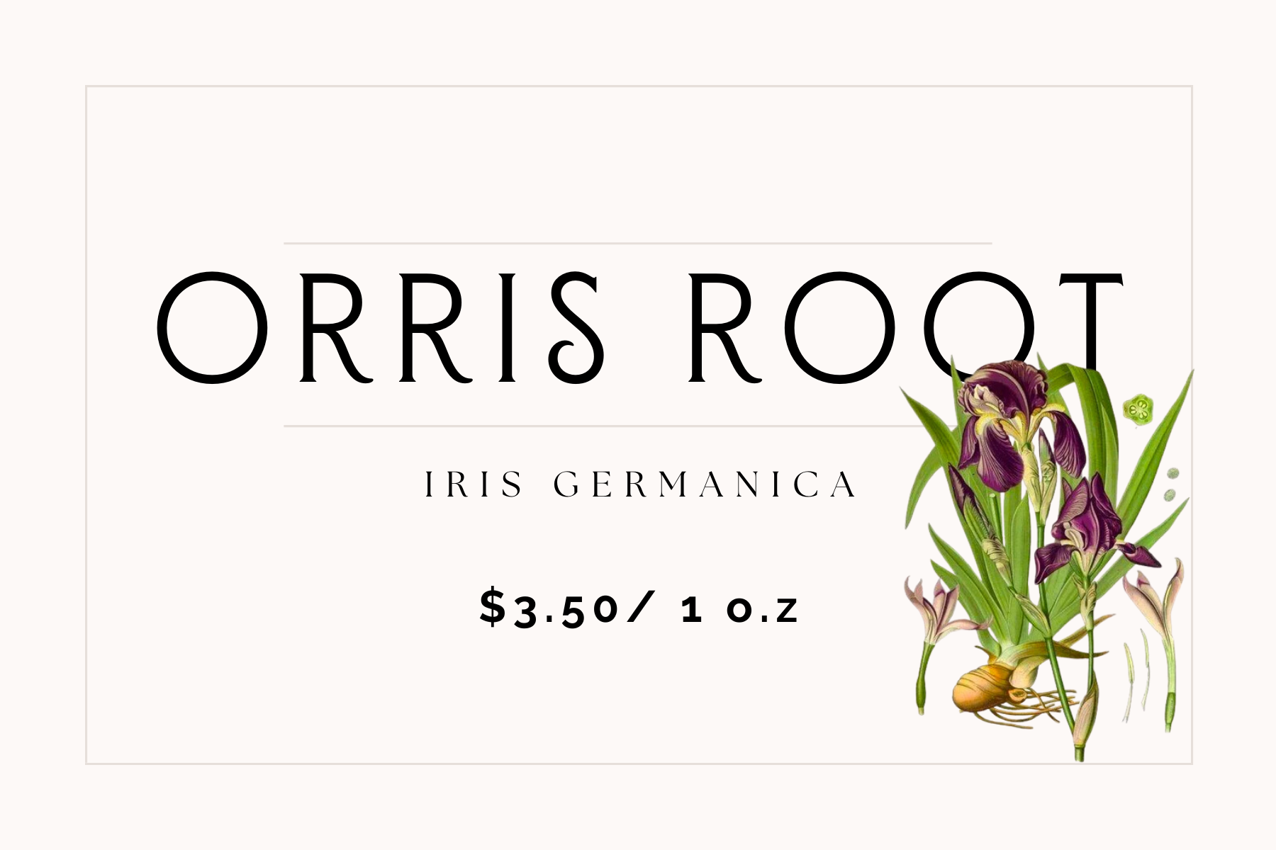 Orris Root