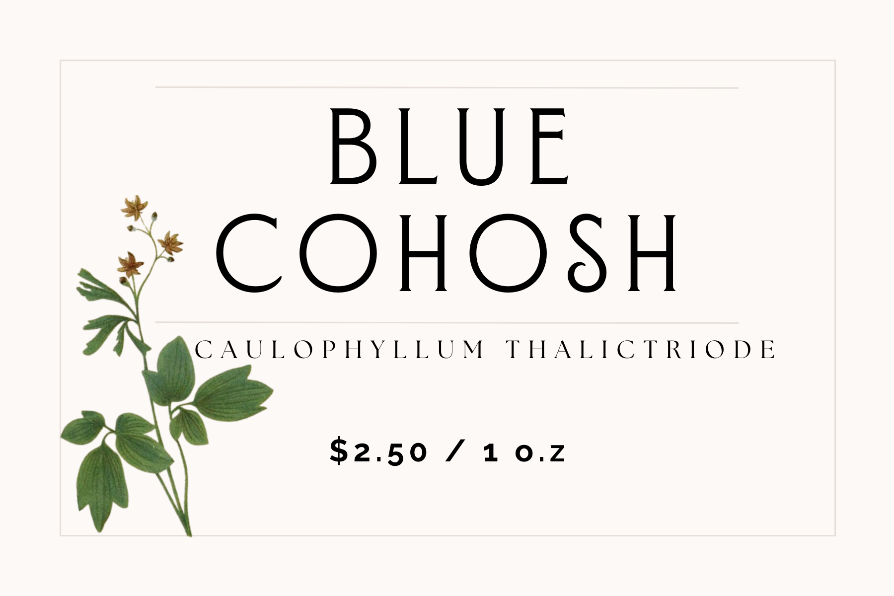 Blue Cohosh
