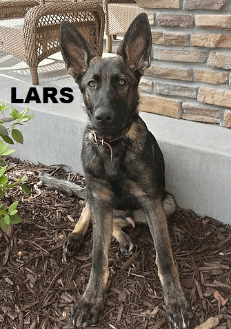 LARS.gif