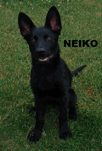 NEIKO.gif
