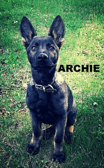 ARCHIE.gif
