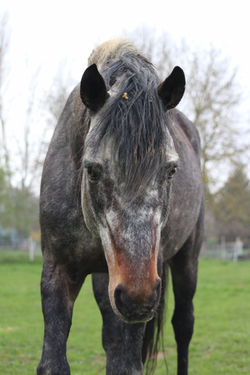 Connemara (11)_edited