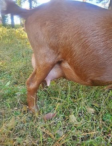 Bailey's Eggs, Etc. FK Daphne udder