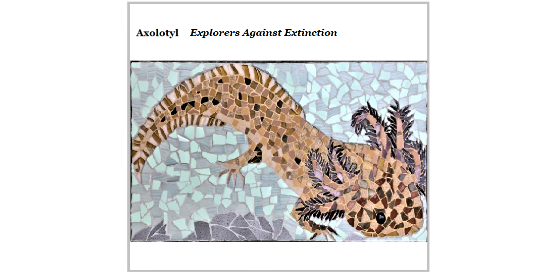 Axolotyl