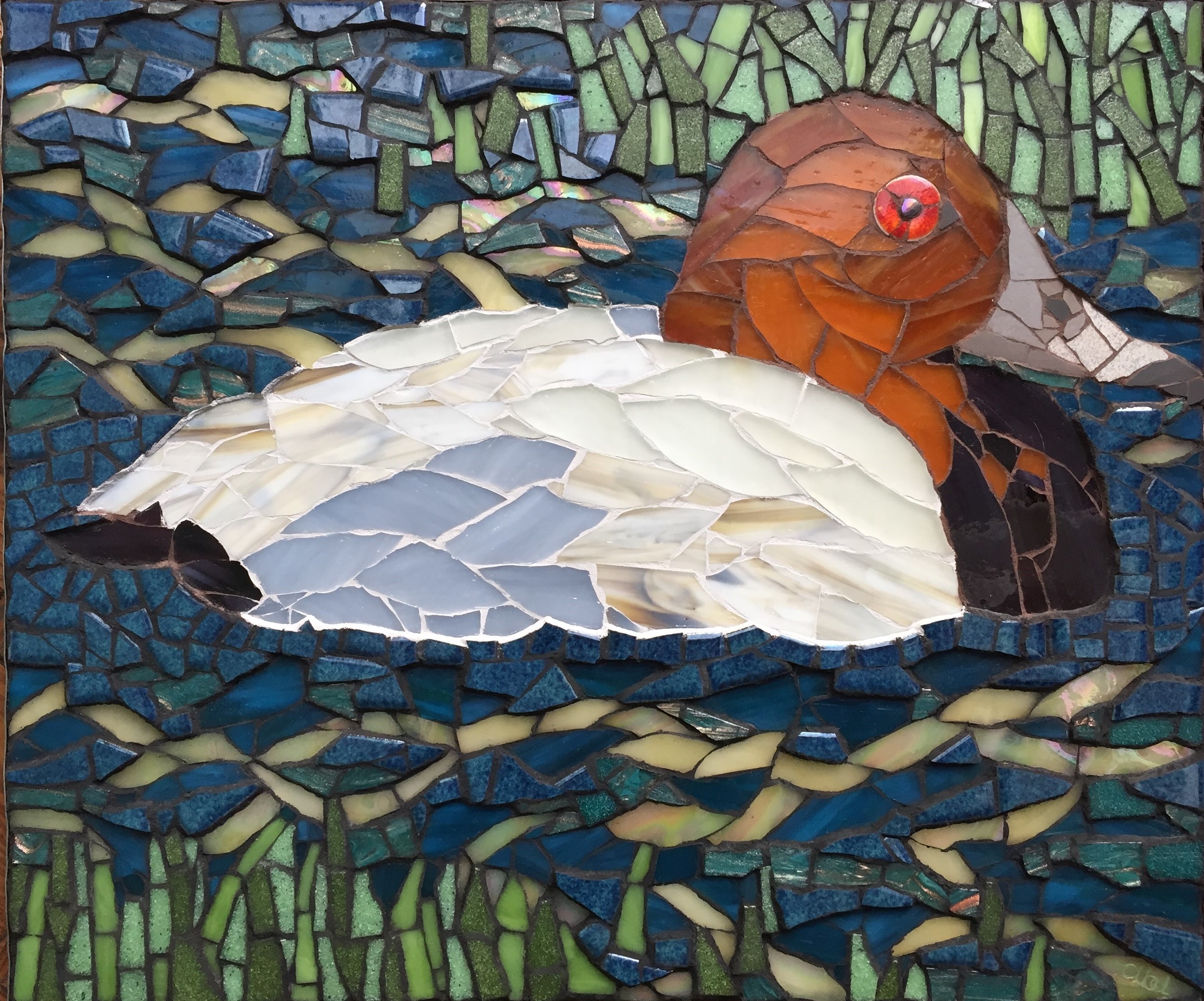 Pochard - diving duck