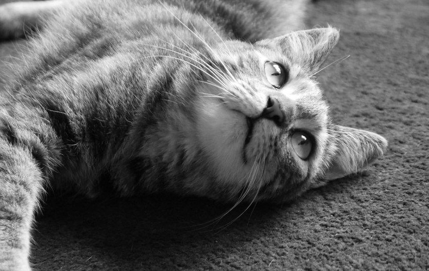 Kennel and Cattery Pricing Waikato Boarding Kennels and Cattery