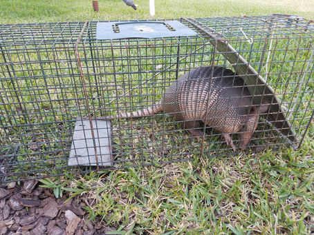 Wildlife Conservation and Nuisance Wildlife Control on Florida’s Nature Coast
