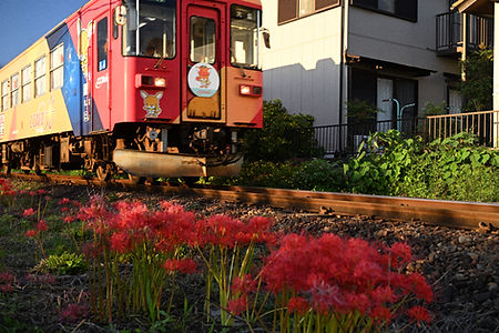 本巣市　樽見鉄道　曼珠沙華