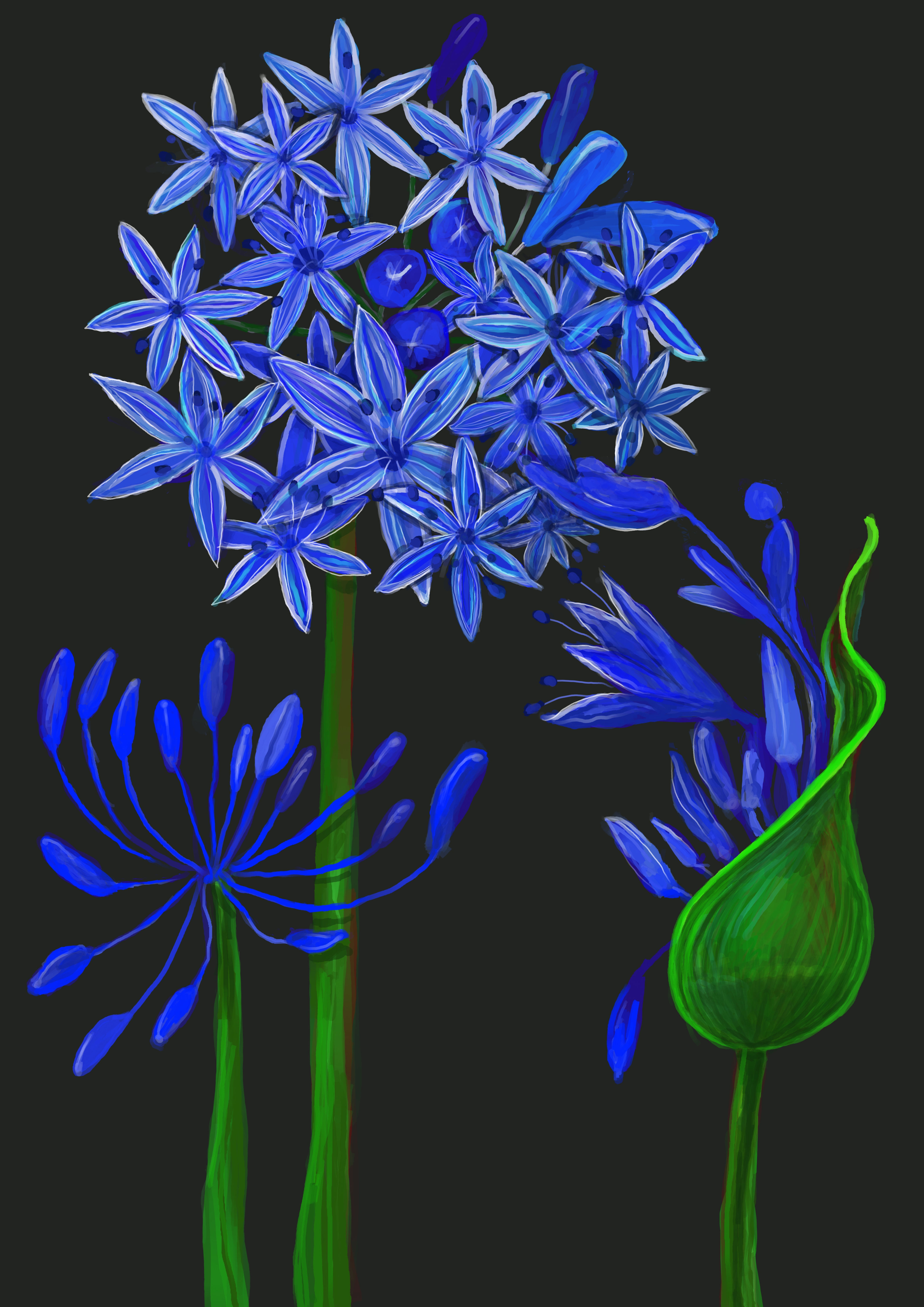 Large Agapanthus. One in full flower, two beginning to open on a dark back ground