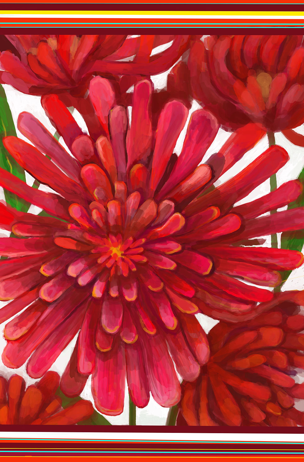 Thumbnail: Large chrysanthemum  flowers on a white back ground