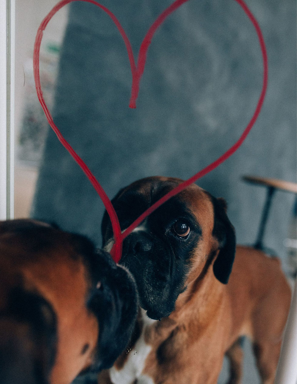 Boxer dog stands in front of a mirror with a lipstick heart