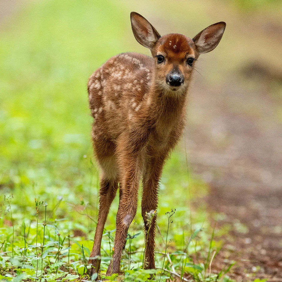 White Tailed Deer Doe