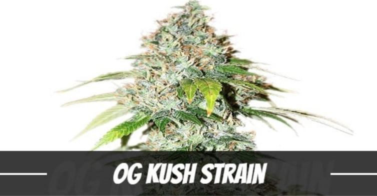 OG Kush