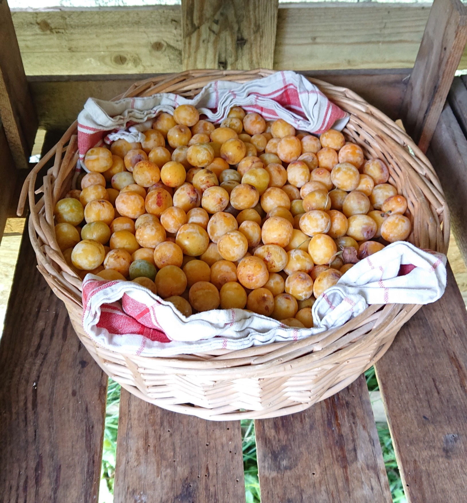 Mirabelles
