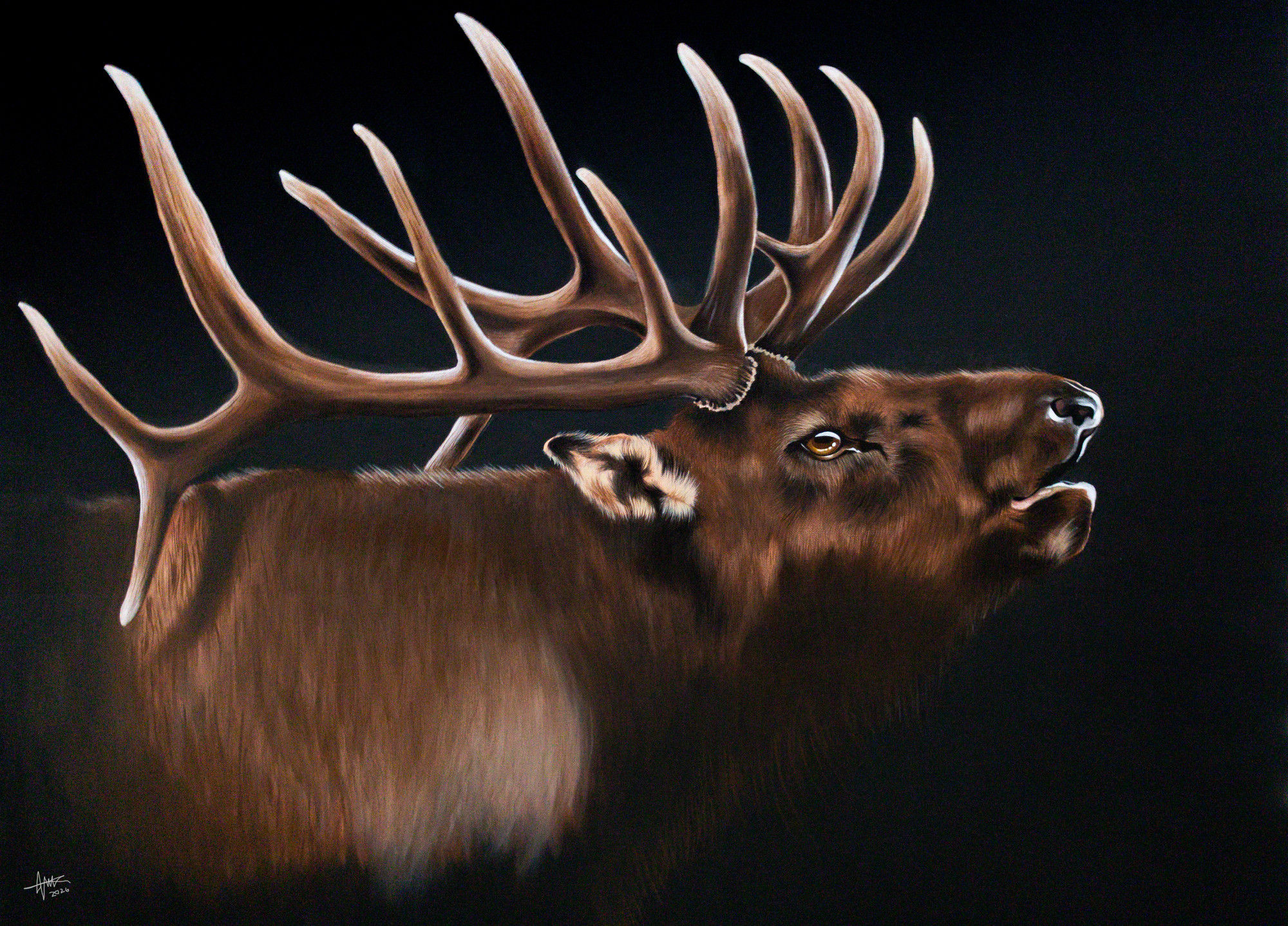 Bugle Boy – Roosevelt Elk, original acrylic painting by James Gardner