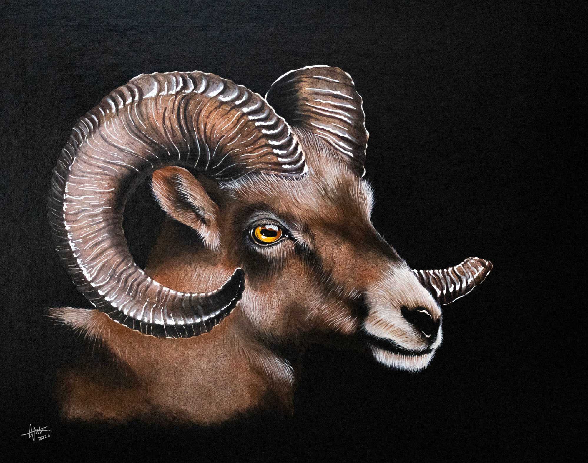 Full Curl – Bighorn Sheep