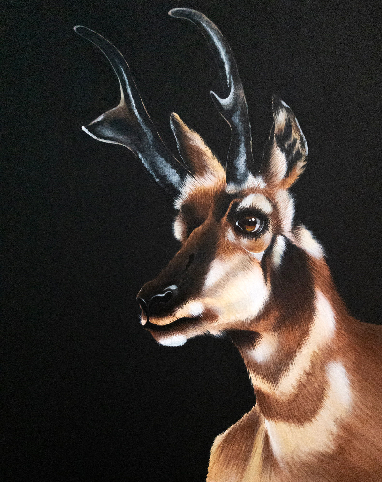 Speed Limit 60 – Pronghorn